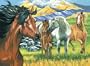 Paint By Number - Wild Horses