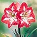 Holiday Time Indoor Growing Kit - Amaryllis 'Minerva'