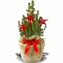 Die Alternative zum Blumenstrau� "Weihnachtsbaum"