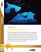 Atlaantis - Mysteries - In search of the most enduring myth of all  where is the city of Atlantis?