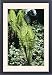 Framed Prints of Rog-6009 Ostrich Fern from Ardea Wildlife Pets