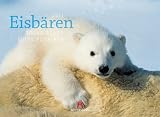 Eisbären 2011. Kalender / ´Polar Bears ours Polaires