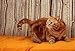 Chat American Shorthair De Profil Inquiet Sur Tissu Orange - 24