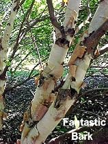 Fox Valley River Birch Tree - Betula -Outside or Bonsai