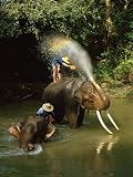 512LXGEXOxL. SL160  The elephant is washed into the river near Chiang Mai, Northern, Thailand Photographic Poster Print by Gavin Hellier, 30x40
