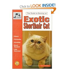 The Guide to Owning an Exotic Shorthair Cat