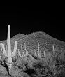 A Stark Contrast in the Arizona Desert - Remarkable B&W Photographic Print by Carol M. Highsmith