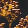 Nandina