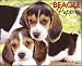 beagle14 - Just Beagle Puppies 2010 Wall Calendar