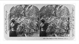 Library Images
