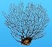 WW PACIFIC SEA FAN 10-12"(6PC)
