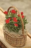 Rose Garden Basket - A Beautiful Valentine's Day Gift