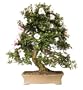 Brussel's Satsuki Azalea Specimen Bonsai