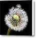 Parachute Seeds Canvas Print / Canvas Art - Artist Terence Davis