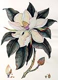 Hand-Colored Etching Magnolia by Dan Mitra open ed