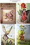 FLOWER FAIRIES OF THE SUMMER