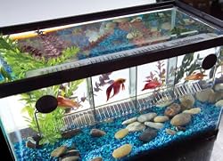 TOM Aquarium Accessories Betta Security House with Lid - 4 compartments