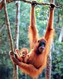 Orangutan and Baby Waving 16 x 20 Animals Art Print Posters