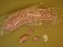 Jumbo Pack - N.E.W. (NUCLEE-R EMISSION WING) FLY TYING MATERIAL ) 20 Pearl UVA / SHRIMP PINK