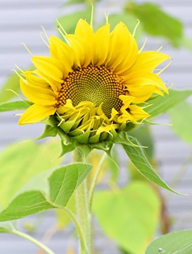 Wall Decor - "New Beginnings" - Nature Landscape Photography - Sunflower