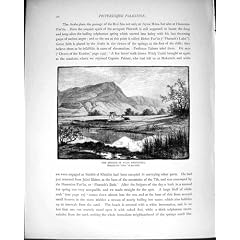 Pal�stina 1881 Fr�hlinge Wady Gharandel Elim Ghabandel