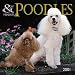 Toy and Miniature Poodles 2001 Calendar