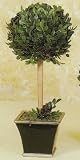 16 TUXEDO BUXUS BALL TOPIARY 2PC.