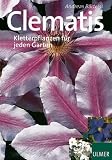 Clematis. Kletterpflanzen für jeden Garten