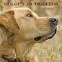 Golden Retrievers 2010 Wall Calendar