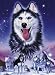 Schmidt Spiele - Huskies, 1000 Teile Puzzle