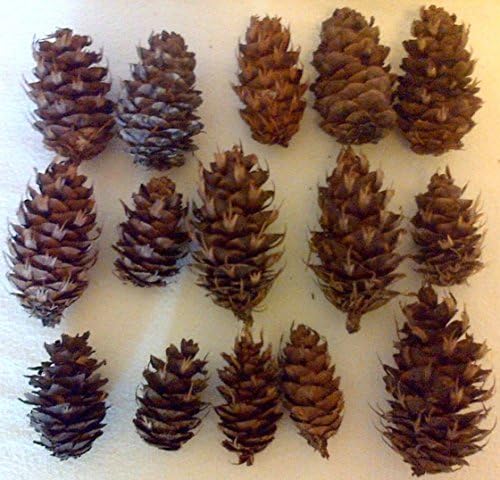LOT of 100 DOUGLAS FIR Pine Cones Pinecones From Colorado, FRESHLY PICKED