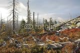 Wallmonkeys Peel and Stick Wall Decals - Toter Und Nachwachsender Wald - 60