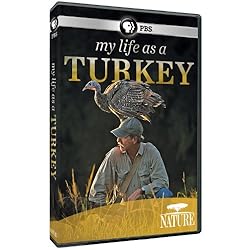 Nature: My Life as a Turkey