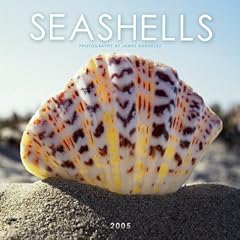 Seashells 2005 Calendar