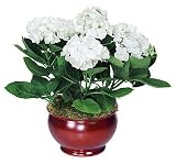 White Hydrangea in Christmas Pot - Christmas Hydrangea Flowering Plant