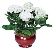 White Hydrangea in Christmas Pot - Christmas Hydrangea Flowering Plant