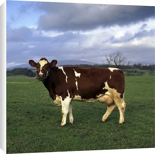 Canvas Prints of Cow from Country Life Canvas Prints of Cow from Country Life