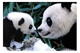 Pandas poster 61x92cm