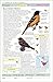 Smithsonian Handbooks: Birds of North America: Western Region (Smithsonian Handbooks)