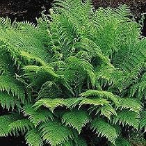 Lady Fern