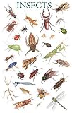 Insects Poster (Posters)