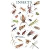 Insects Poster (Posters)