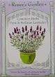 Renee's Container Lavender French Perfume Seeds