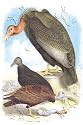 Art Poster, California Condor, Turkey Buzzard, and Carrion Crow - 18.75 x 27.5