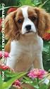 Cavalier King Charles Spaniels 2009 Hardcover Slim Diary Calendar