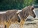 Kuche & Haushalt : Zebra Mauspad (311)