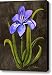 Louisiana Iris Canvas Print / Canvas Art - Artist Elaine Hodges