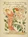 Love's Own Flower Blushing Rose, Queen of All the Garden Close Written and Drawn by W...