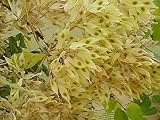 Eigenschaften tropical.garden  / Götterbaum - Ailanthus altissima 30K
