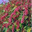 Kiss Me Over The Garden Gate 50 Seeds -Polygonum